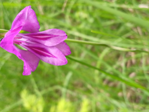 callicarpa, le 16 juin 2024 (Lully)