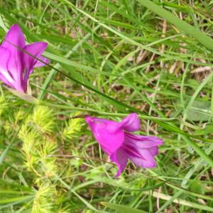  - Gladiolus palustris Gaudin [1828]