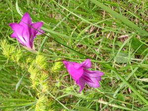 callicarpa, le 16 juin 2024 (Lully)