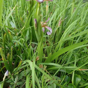 Photographie n°2922886 du taxon Iris foetidissima L.