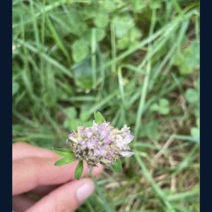 Photographie n°2922926 du taxon Trifolium pratense L.