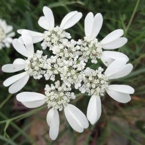 Photographie n°2922978 du taxon Orlaya grandiflora (L.) Hoffm. [1814]