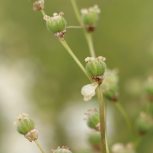 Photographie n°2923142 du taxon Filipendula vulgaris Moench [1794]