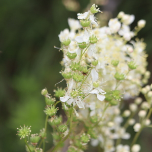 Photographie n°2923144 du taxon Filipendula vulgaris Moench [1794]