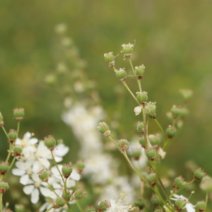 Photographie n°2923146 du taxon Filipendula vulgaris Moench [1794]