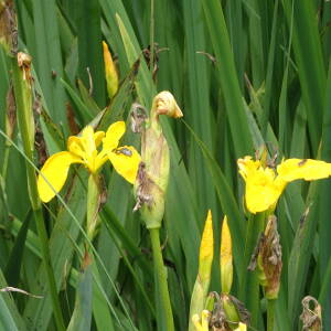 Photographie n°2923313 du taxon Iris pseudacorus L.