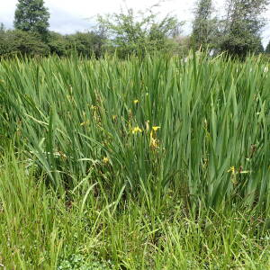 Photographie n°2923314 du taxon Iris pseudacorus L.