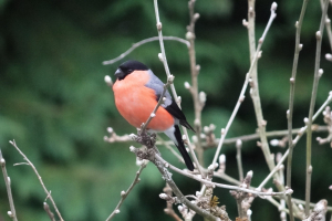 linaire, le 25 mars 2017 (Aubusson)