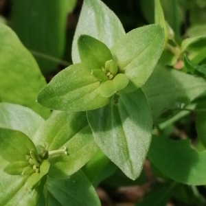 Photographie n°2923445 du taxon Lysimachia arvensis subsp. arvensis