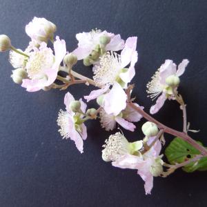 Photographie n°2923639 du taxon Rubus ulmifolius Schott [1818]