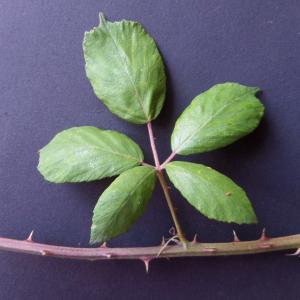 Photographie n°2923642 du taxon Rubus ulmifolius Schott [1818]