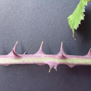 Photographie n°2923645 du taxon Rubus ulmifolius Schott [1818]