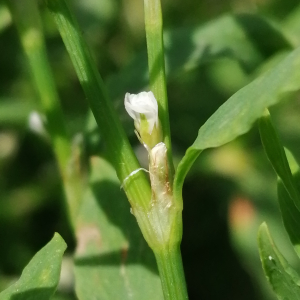 Photographie n°2923712 du taxon Polygonum aviculare subsp. aviculare