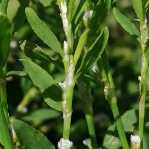 Photographie n°2923713 du taxon Polygonum aviculare subsp. aviculare