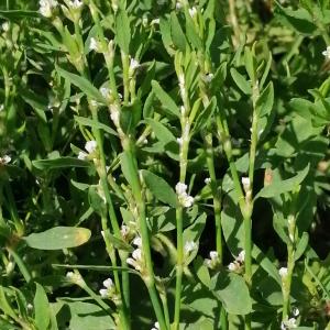 Photographie n°2923714 du taxon Polygonum aviculare subsp. aviculare