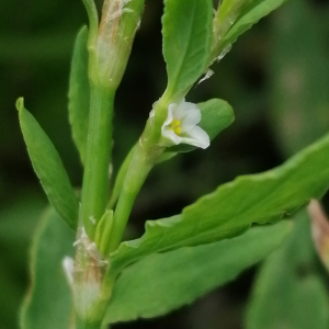 Photographie n°2923715 du taxon Polygonum aviculare subsp. aviculare