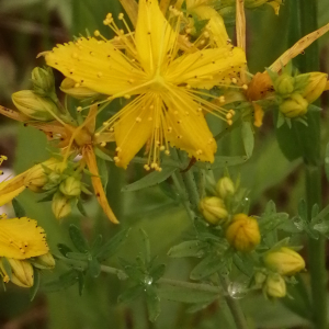Photographie n°2923735 du taxon Hypericum perforatum L. [1753]