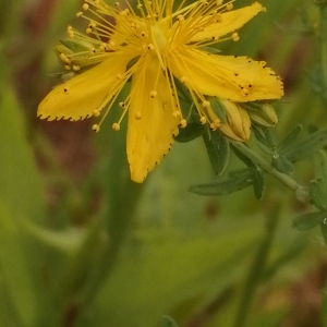 Photographie n°2923736 du taxon Hypericum perforatum L. [1753]