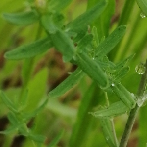Photographie n°2923737 du taxon Hypericum perforatum L. [1753]