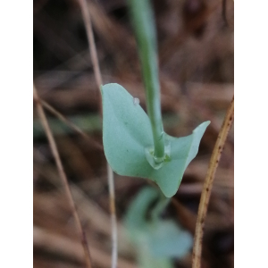 Blackstonia acuminata (W.D.J.Koch & Ziz) Domin subsp. acuminata (Blackstonie acuminée)