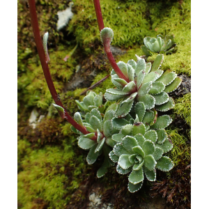 Saxifraga paniculata Cav.