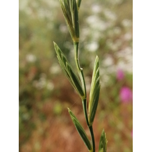 Elymus campestris (Godr. & Gren.) Kerguélen subsp. campestris