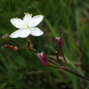 Photographie n°2923910 du taxon Simethis mattiazzii (Vand.) G.López & Jarvis