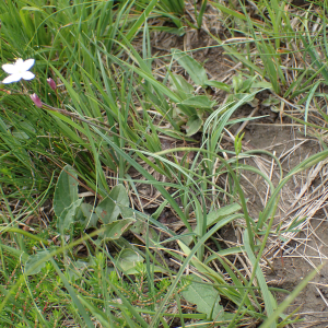 Photographie n°2923912 du taxon Simethis mattiazzii (Vand.) G.López & Jarvis