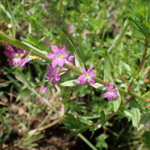Photographie n°2923924 du taxon Lythrum hyssopifolia L.