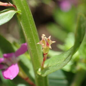 Photographie n°2923925 du taxon Lythrum hyssopifolia L.