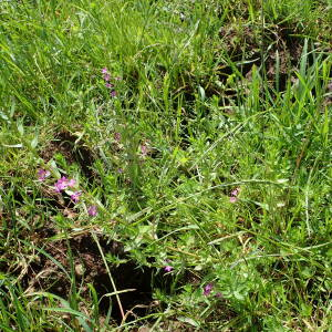 Photographie n°2923926 du taxon Lythrum hyssopifolia L.