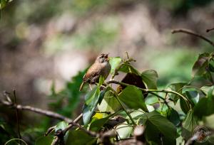 baptiste.merceron, le 24 mars 2024 (Guipavas (le costour))