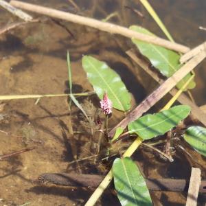 Photographie n°2924062 du taxon Persicaria amphibia (L.) Gray [1821]