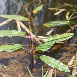 Photographie n°2924063 du taxon Persicaria amphibia (L.) Gray [1821]