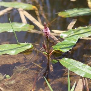 Photographie n°2924064 du taxon Persicaria amphibia (L.) Gray [1821]