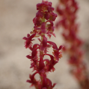  - Rumex bucephalophorus subsp. gallicus (Steinh.) Rech.f. [1939]