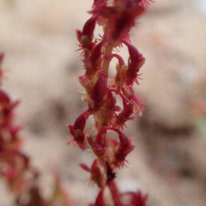  - Rumex bucephalophorus subsp. gallicus (Steinh.) Rech.f. [1939]