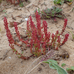  - Rumex bucephalophorus subsp. gallicus (Steinh.) Rech.f. [1939]