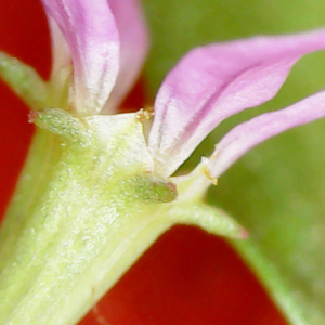 Photographie n°2924189 du taxon Lythrum hyssopifolia L. [1753]