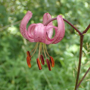 Photographie n°2924329 du taxon Lilium martagon L.