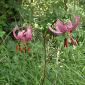 Photographie n°2924330 du taxon Lilium martagon L.