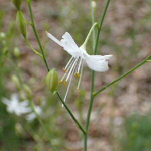Photographie n°2924359 du taxon Anthericum ramosum L.