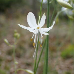 Photographie n°2924360 du taxon Anthericum ramosum L.