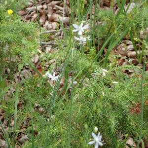 Photographie n°2924362 du taxon Anthericum ramosum L.