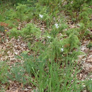 Photographie n°2924363 du taxon Anthericum ramosum L.
