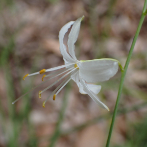 Photographie n°2924365 du taxon Anthericum ramosum L.