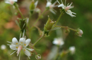 Claire Felloni, le 14 juin 2024 (Arreau)