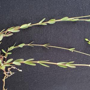 Photographie n°2924460 du taxon Lithospermum officinale L.
