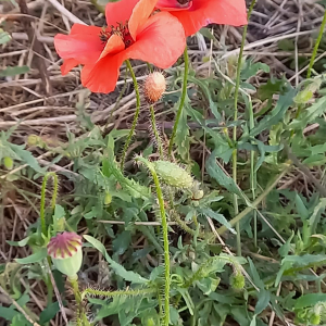 Photographie n°2924732 du taxon Papaver rhoeas L.