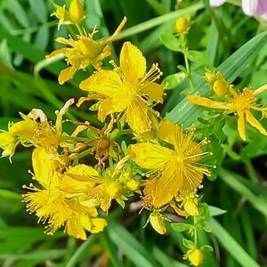 Photographie n°2924755 du taxon Hypericum perforatum L.